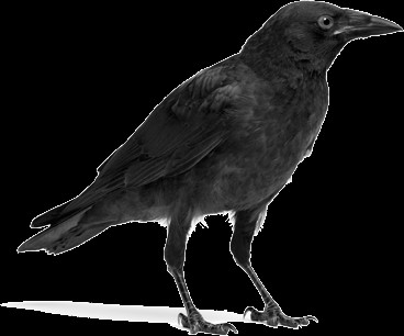 karga-bw